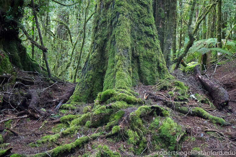 moss covered